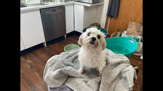 Puppy having a bath