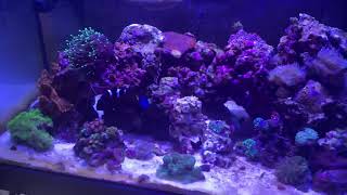 Water change and coral feeding