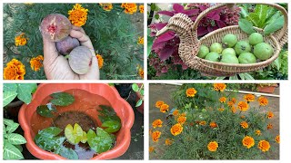 Harvesting fruits from my terrace garden! My terrace garden update!