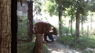 Orso bruno comune zoo di Pistoia (agosto 2015)