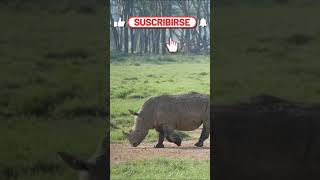 🦏😳 Voy CAMINANDO y VEO RINOCERONTES 😳🦏 - Safari Fotográfico & Animales Salvajes en Kenia 🇰🇪