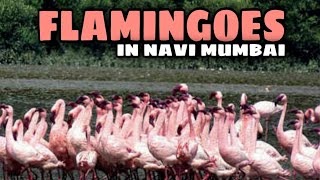 The Flamingo City | Shortest vlog Ever  #shorts #flamingo #navimumbai -Travel Jockey