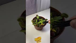 amazing 🌱plants#shorts#ytshorts#viral#moj#bonsai#bonsaishorts#plants#trees#plantsvszombies#subscribe