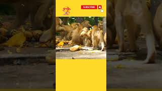 Monkey eating mango in Mandir #youtubeshorts #viral #pet #shortsvideo #money #monkeybaby y