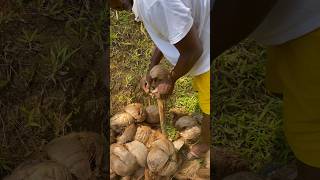 He made it look easy ..100 coconut 123 no machete no machine just barehanded and a piece of wood ..