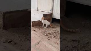 Heartwarming Moment of a Blind Kitten Climbing the Stairs