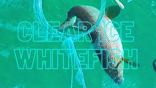 Clear ICE WHITEFISH SLAM!!-Lake Simcoe