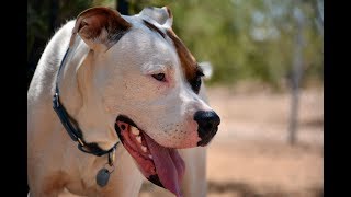 American Bull Dog vs. Mexican Bull Dog