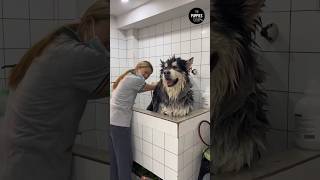 This gentle giant has something to say #reels #shorts #funny #animals #dog