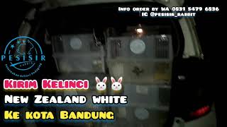 Kelinci New Zealand White - New Zealand White Rabbit - Pesisir Rabbit