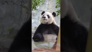 Cute Chubby Panda Is Taking A Bath! The Most Adorable Animal in China! #animallover #animals