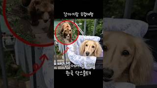 스위스에서 곰 만난 한국 닥스훈트 ㅋㅋ 강아지랑 유럽 여행 #dog #dachshund #goldenretriever