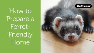 How to Prepare Your Home for a Ferret | Tips for Ferret Owners