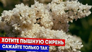 Хотите пышную сирень   сажайте только так