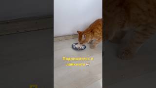 🐠 кормим бродящего кота рыбой #кот #шортс #рыба #корм #кошка #лимон #подпишись #лайк