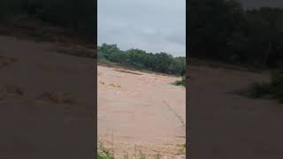 Water flow in Swarnamukhi River, Papanaidupet on 18/11/2021