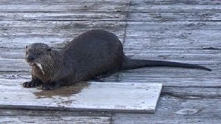 One Happy Otter (so cute!!!!)