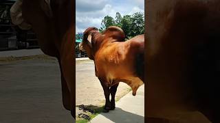 Huge Brahman Bull from Bangladesh🇧🇩🇧🇩 #brahman #cow #bull #shortsvideo #youtubeshorts #cattle