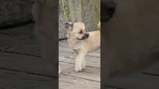 maltipoo noticed something