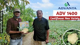 ADV 1400 Cauliflower New Variety Full Info. | Advanta Seeds Upl Ltd | Cauliflower Farming In India