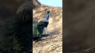 A Beautiful peacock #shorts #birds #calmmusic     #nature