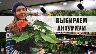 Как правильно ВЫБРАТЬ 💯 АНТУРИУМ в магазине