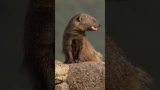 Egyptian Mongoose  #shorts  #wildlife #animals