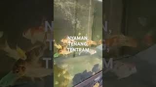 IKAN MAS BIKIN NYAMAN, TENANG, TENTRAM