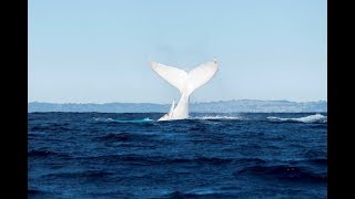 Migaloo - White Whale spotted on board Spirit!