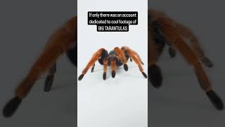 Mexican Fireleg Tarantula #tarantula #spider