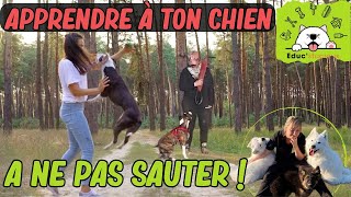 🐕🦘Apprendre à un chien à ne pas sauter ! #chienquisautesurlesgens #éducationcanine #sautchien #chiot