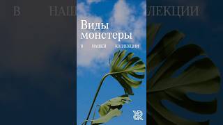 Виды монстеры: делициоза, манки маск, минима. Чем отличаются друг от друга?