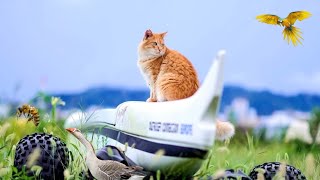 Three very funny cats who play in a fun way all day long