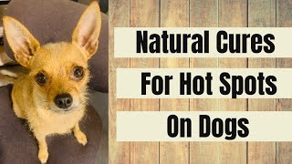 Stop the Itch: Home Remedies for Hot Spots on Dogs