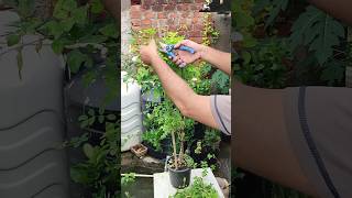 Aprajita Plant Hard Pruning #shorts #trending #viralvideo #yt