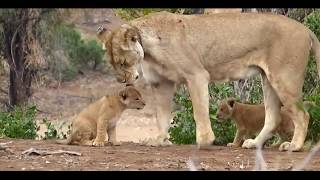 Cute Baby Animals Videos   Funny Baby Animals   Cute Moment of the Animals   Soo