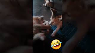 funny cat videos comedy cat videos #shot comedy videos cat fight comedy