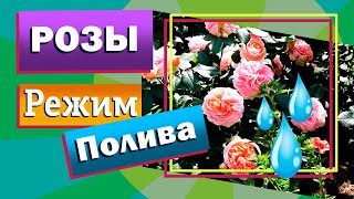 Розы. Режим полива. Сколько воды и как часто?