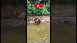 Sri Lanka Elephant🐘❤️#subscribe#elephant#srilanka#shorts#nature#travel#short#shortvideo#shortsvideo