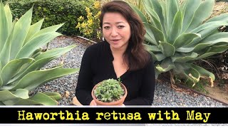 QUICK and EASY GUIDE to HAWORTHIA RETUSA✔🌵😉