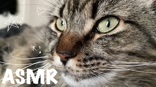 cat ASMR | 5 minutes of scratching, cat purring & no talking ✧˖° ♡