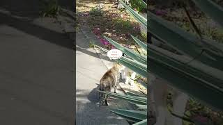 Shy male Cat looking for a girlfriend #shorts | pets | Cat pets in shorts