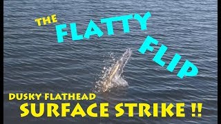 Flathead Surface STRIKE!