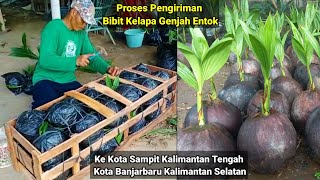 Proses Packing Bibit Kelapa Genjah Entok Kirim Ke Kalimantan