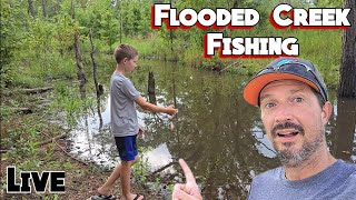 Creek Microfishing after the flood, live! #fish #fishing #Creek #florida