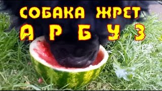 Приколы 2016.Наша собака жрет арбуз! Our dog eats watermelon!