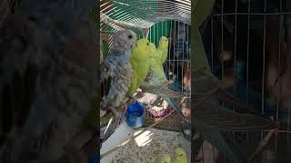 Wonderful Budgie birds without lom...#shorts (3)