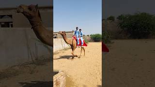 Camel village #shorts