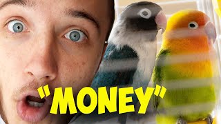 Building Parrot Mansion! Ep  1 | "MONEY"