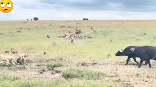 Lion attack Buffalo || lion vs buffalo || wild animals